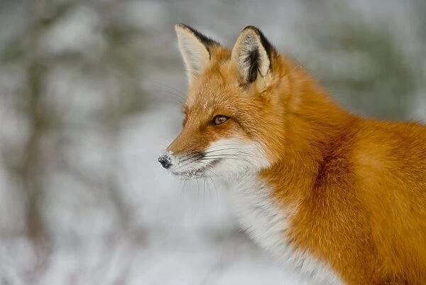 Red Fox. A portrait of a Red Fox