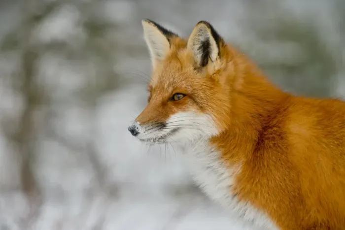 Framed Print : Red Fox. A portrait of a Red Fox Framed Print : Red Fox. A portrait of a Red Fox