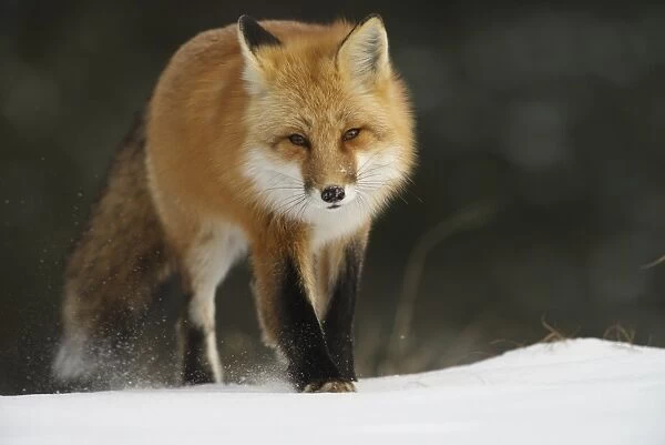 Red Fox. A Red Fox walking in the winter snow