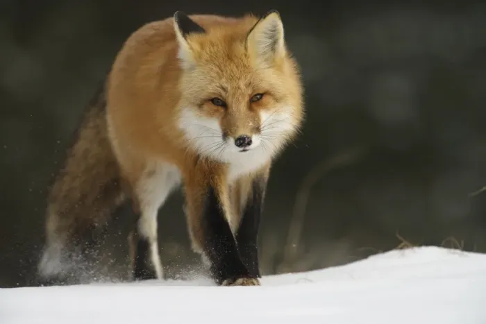 Framed Print : Red Fox. A Red Fox walking in the winter snow Framed Print : Red Fox. A Red Fox walking in the winter snow