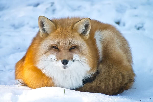 Red Fox. This is a photograph of a Red Fox laying down in the snow