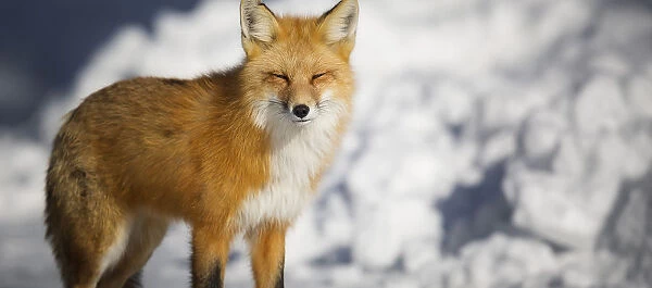 Red Fox. A red fox looks for food in the snow of Jackson Hole, Wyoming
