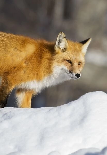 Red Fox. A red fox walks across the snow in Jackson Hole, Wyoming