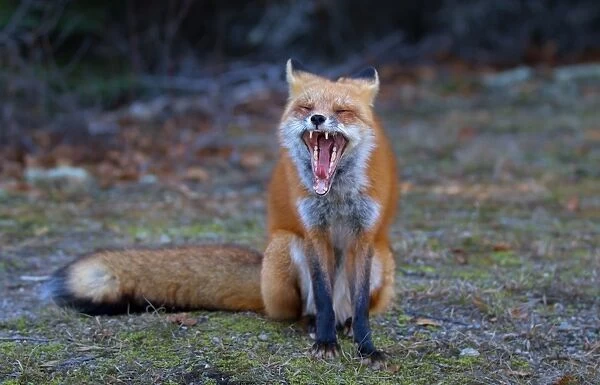 Red fox in Algonquin Park