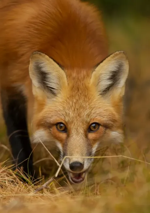 Framed Print : Red Fox close-up Framed Print : Red Fox close-up
