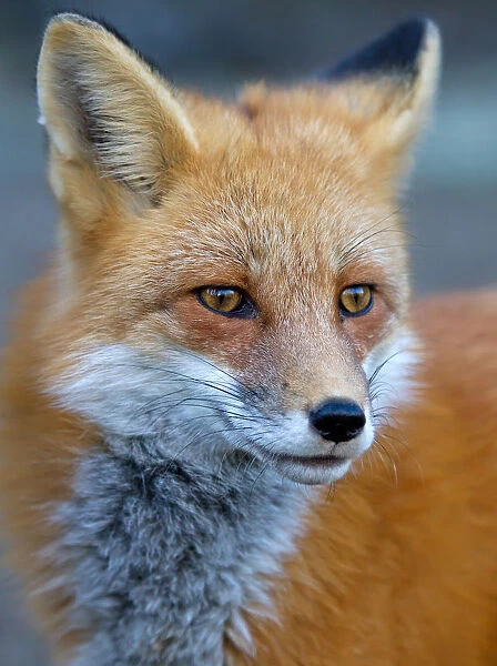 Red Fox Closeup