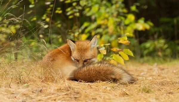 Red Fox curled up