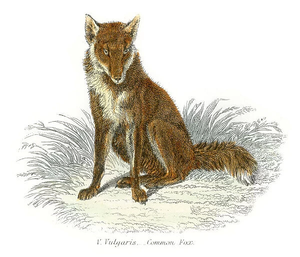 Red fox engraving 1803