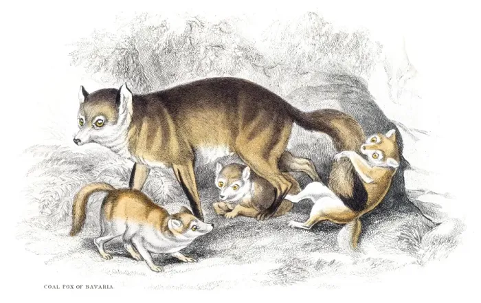 Framed Print : Red fox engraving 1840 Framed Print : Red fox engraving 1840