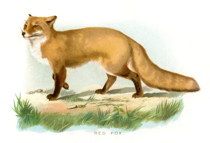 Framed Print : Red fox lithograph 1897 Framed Print : Red fox lithograph 1897