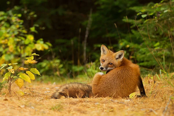Red fox looks back