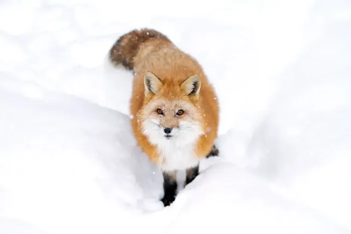 Framed Print : Red fox in snow Framed Print : Red fox in snow