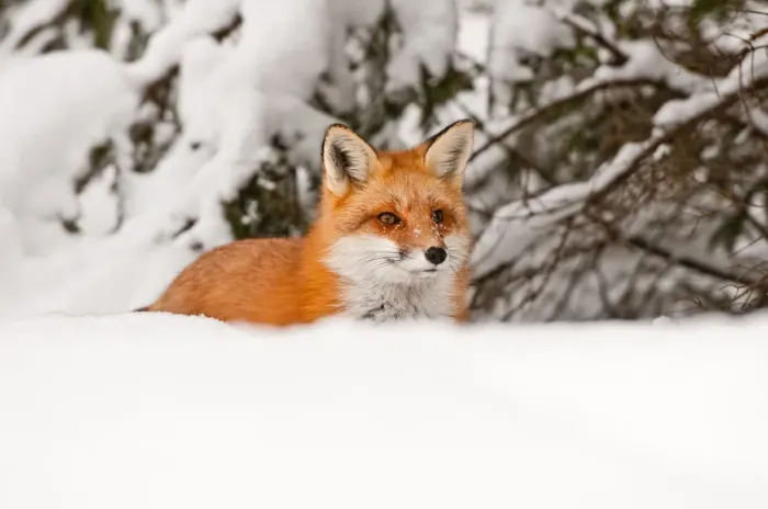 Framed Print : Red Fox In Snow Framed Print : Red Fox In Snow