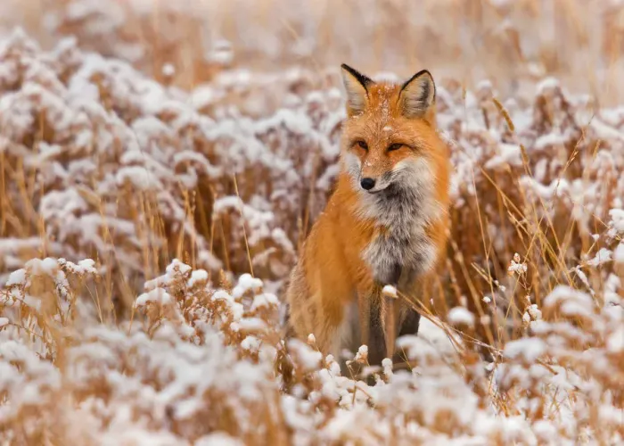 Framed Print : Red fox in snow field Framed Print : Red fox in snow field