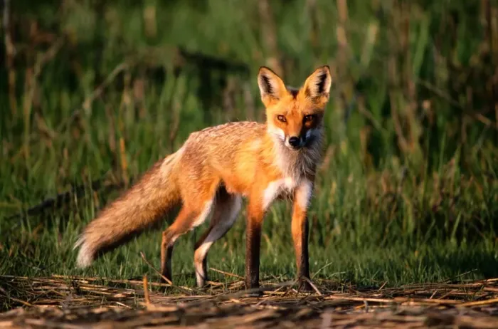 Framed Print : Red fox (Vulpes vulpes), Assateague Island National Seashore, Virginia