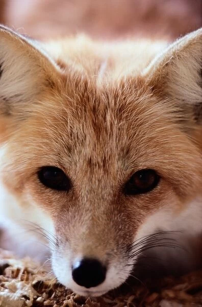 Red fox (Vulpes vulpes), CLOSE-UP