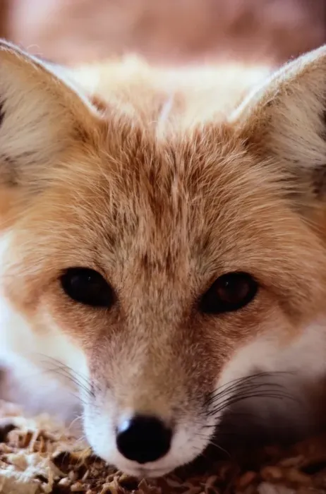 Framed Print : Red fox (Vulpes vulpes), CLOSE-UP Framed Print : Red fox (Vulpes vulpes), CLOSE-UP