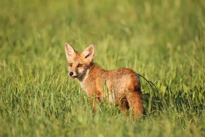 Framed Print : Red Fox -Vulpes vulpes- cub standing in the grass, Allgau, Bavaria, Germany