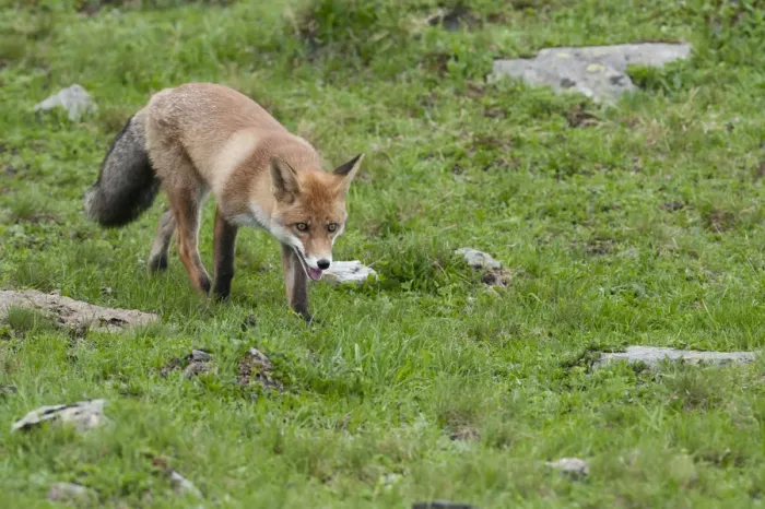 Framed Print : Red Fox -Vulpes vulpes- on foot on an alpine meadow, Tyrolean Unterland, Tyrol, Austria