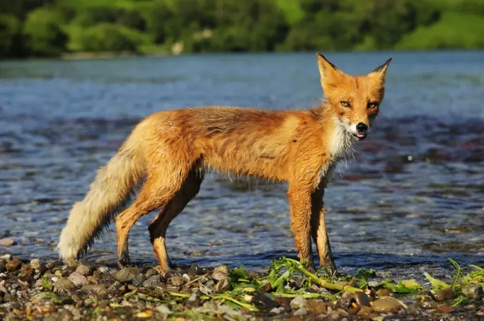 Framed Print : Red Fox -Vulpes vulpes- on the lakeshore in the evening light, Kurile Lake, Kamchatka Peninsula, Russia