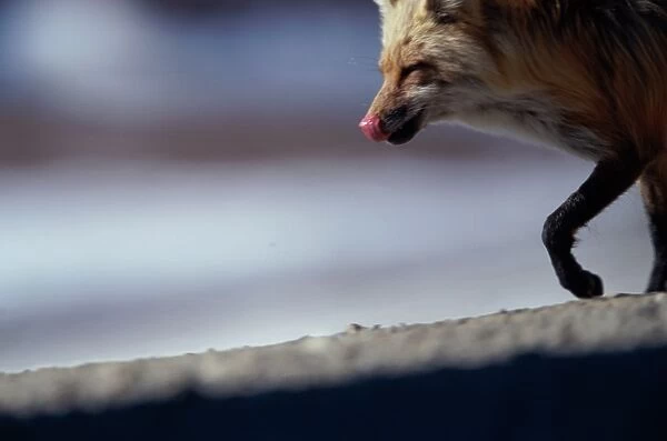 Red fox (Vulpes vulpes) licking lips