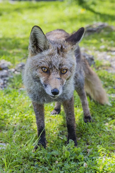 Red fox -Vulpes vulpes-, Monfraguee, UNESCO Biosphere reserve, Extremadura, Spain