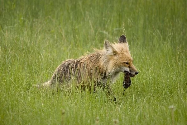 Red Fox (Vulpes Vulpes) With Prey In Its Mouth In Prince Albert National Park