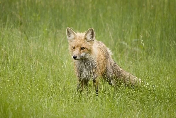Red Fox (Vulpes Vulpes) In Prince Albert National Park