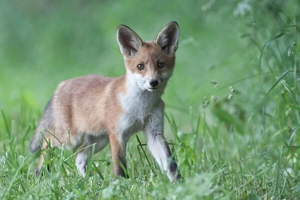 Red Fox -Vulpes vulpes-, pup, North Hesse, Hesse, Germany