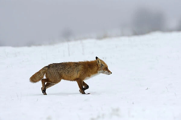 Red Fox -Vulpes vulpes-, during the rut season in February, Sinite Kamani Nature Park, Bulgaria, Europe