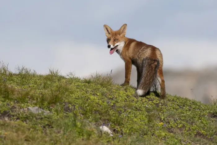 Framed Print : Red Fox -Vulpes vulpes- standing on an alpine meadow, Tyrolean Unterland, Tyrol, Austria Framed Print : Red Fox -Vulpes vulpes- standing on an alpine meadow, Tyrolean Unterland, Tyrol, Austria