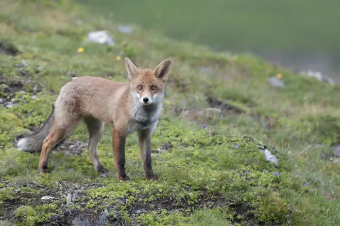 Framed Print : Red Fox -Vulpes vulpes- standing on an alpine meadow, Tyrolean Unterland, Tyrol, Austria Framed Print : Red Fox -Vulpes vulpes- standing on an alpine meadow, Tyrolean Unterland, Tyrol, Austria