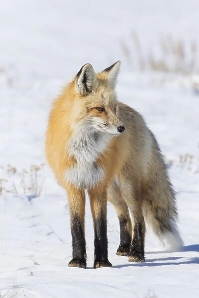 Red Fox (Vulpes vulpes) standing on snow field in Yellowstone National Park, Wyoming, USA