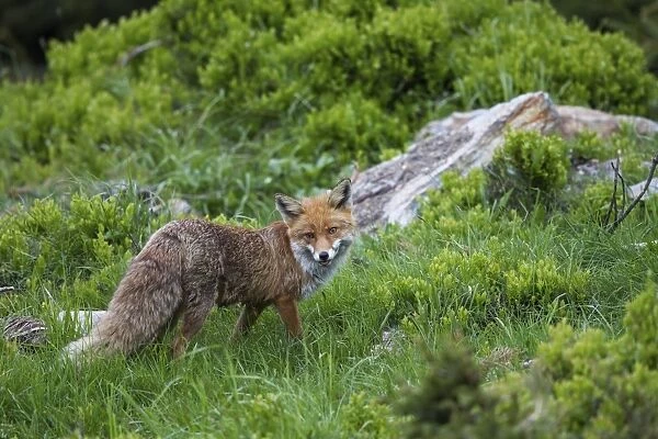 Red Fox -Vulpes vulpes-, Stubai Valley, Tyrol, Austria