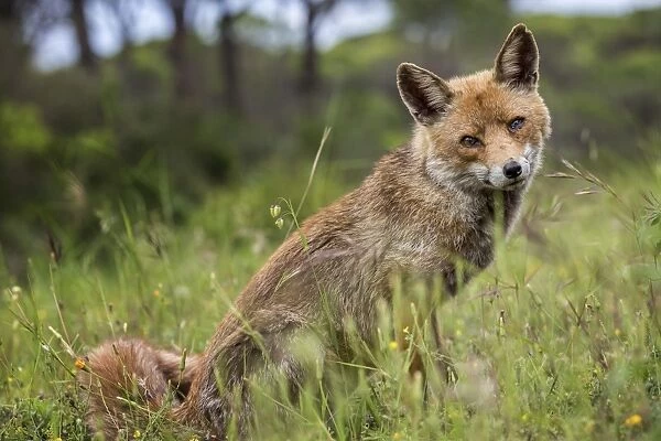 Red Fox -Vulpes vulpes-, Tuscany, Italy
