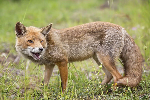 Red Fox -Vulpes vulpes-, Tuscany, Italy
