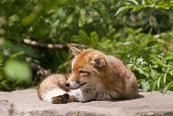 Red fox (Vulpes vulpes), Wildpark Pforzheim zoo, Baden-Wuerttemberg, Germany, Europe