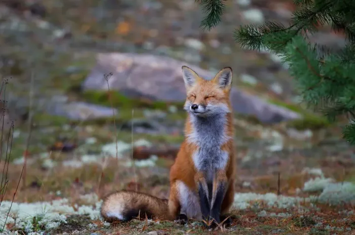 Framed Print : Red Fox Zen Framed Print : Red Fox Zen