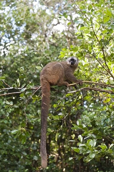 Red-fronted Lemur -Eulemur rufifrons-, with a long drooping tail, Ranomafana National Park, Madagascar