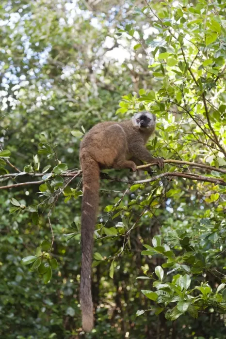 Framed Print : Red-fronted Lemur -Eulemur rufifrons-, with a long drooping tail, Ranomafana National Park, Madagascar Framed Print : Red-fronted Lemur -Eulemur rufifrons-, with a long drooping tail, Ranomafana National Park, Madagascar