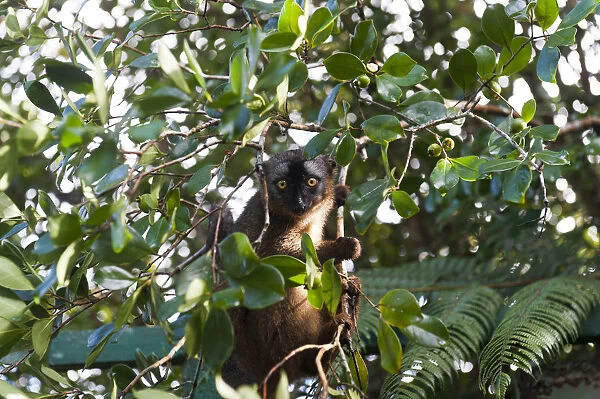 Red-fronted Lemur -Eulemur rufifrons-, in green foliage, Ranomafana National Park, Madagascar