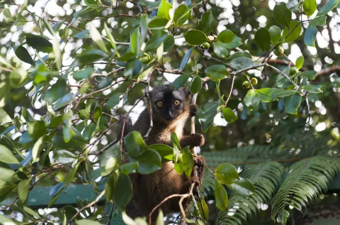 Framed Print : Red-fronted Lemur -Eulemur rufifrons-, in green foliage, Ranomafana National Park, Madagascar Framed Print : Red-fronted Lemur -Eulemur rufifrons-, in green foliage, Ranomafana National Park, Madagascar