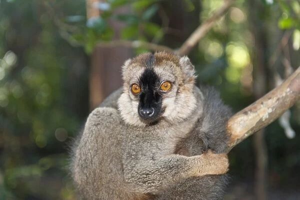 Red-fronted Lemur -Eulemur rufifrons-, Vakona Park, Madagascar