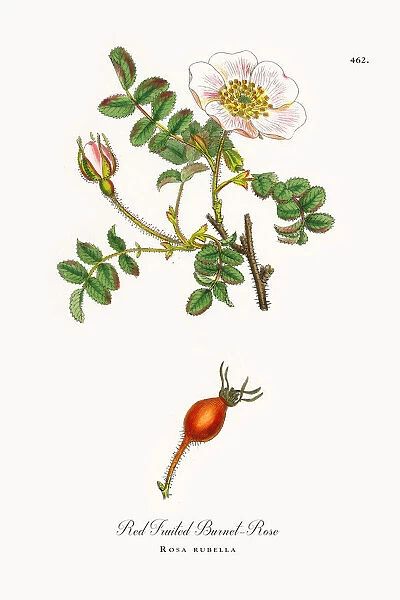 Red-fruited Burnet-Rose, rosa rubella, Victorian Botanical Illustration, 1863
