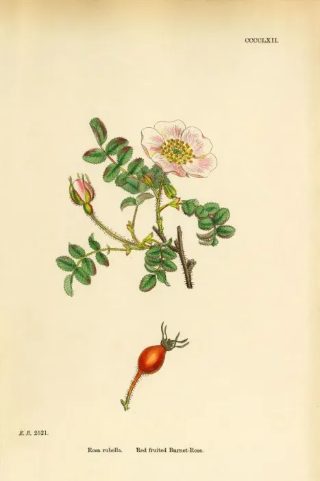 Framed Print : Red-fruited Burnet-Rose, rosa rubella, Victorian Botanical Illustration, 1863 Framed Print : Red-fruited Burnet-Rose, rosa rubella, Victorian Botanical Illustration, 1863