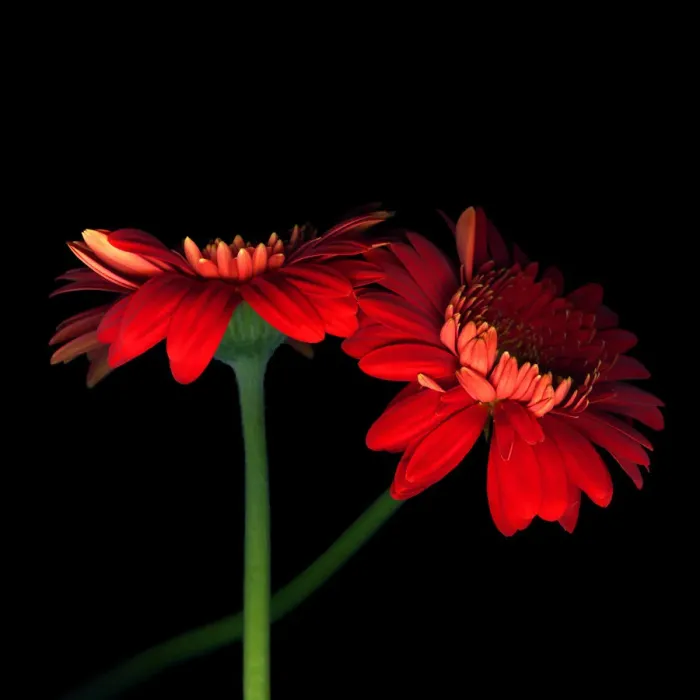 Framed Print : Red Gerbera Framed Print : Red Gerbera