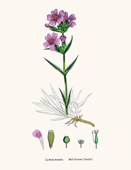Framed Print : Red German Catchfly flower Framed Print : Red German Catchfly flower