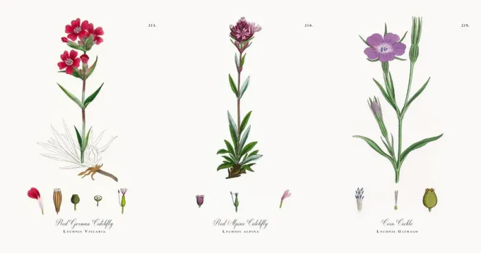 Framed Print : Red German Catchfly, Lychnis Viscaria, Victorian Botanical Illustration, 1863 Framed Print : Red German Catchfly, Lychnis Viscaria, Victorian Botanical Illustration, 1863