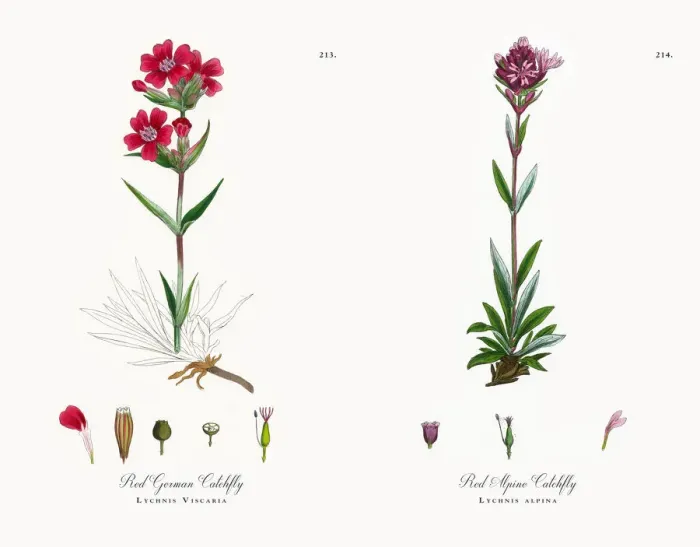 Framed Print : Red German Catchfly, Lychnis Viscaria, Victorian Botanical Illustration, 1863 Framed Print : Red German Catchfly, Lychnis Viscaria, Victorian Botanical Illustration, 1863