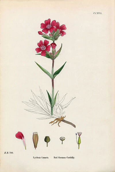 Red German Catchfly, Lychnis Viscaria, Victorian Botanical Illustration, 1863